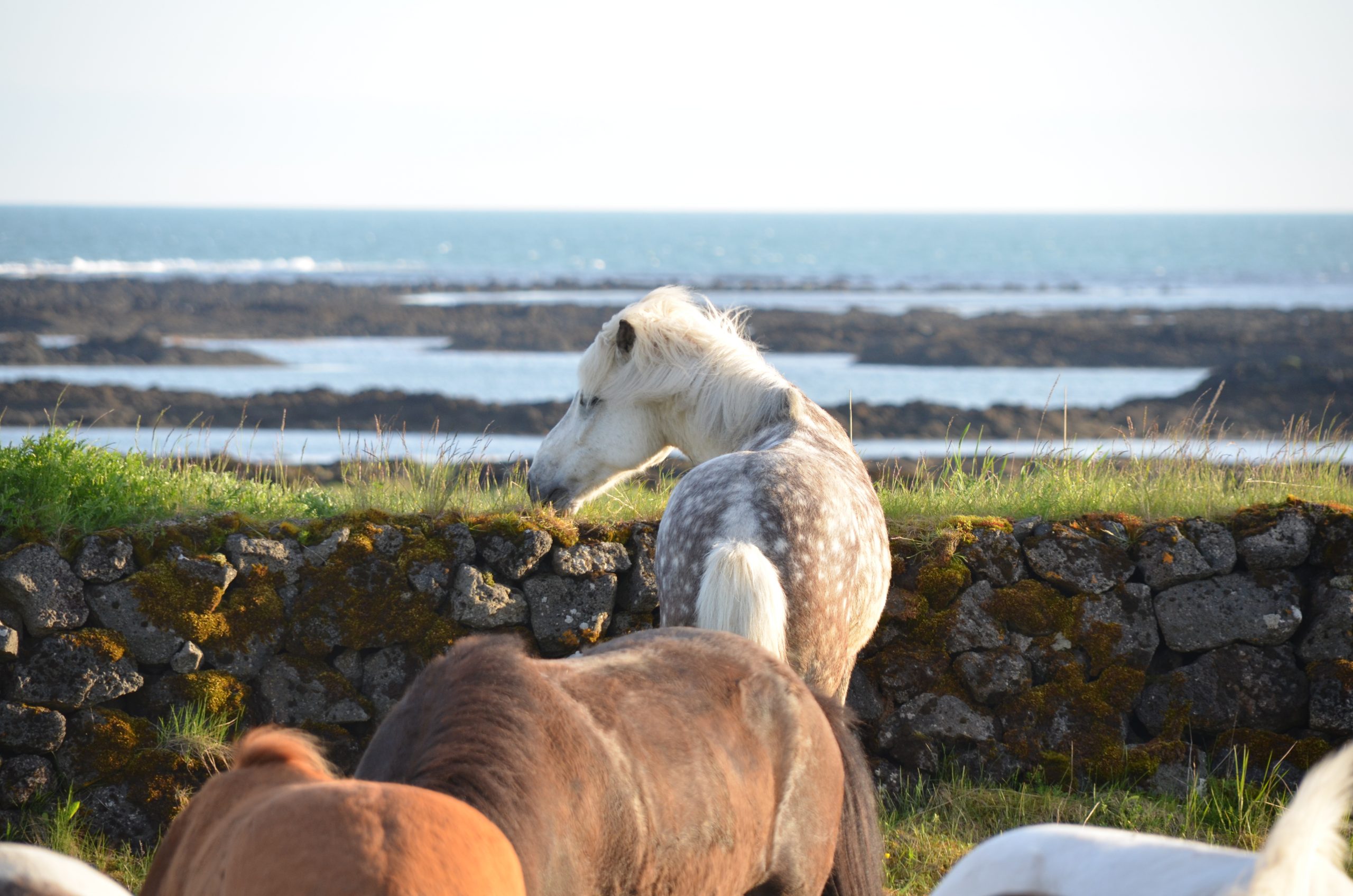 weißes Isländpferd steht vor einer Mauer und blickt aufs Meer