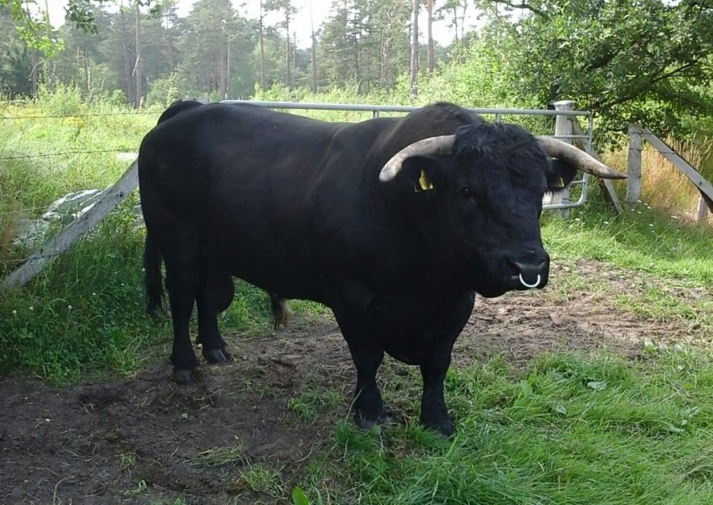 Welsh Black Bulle
